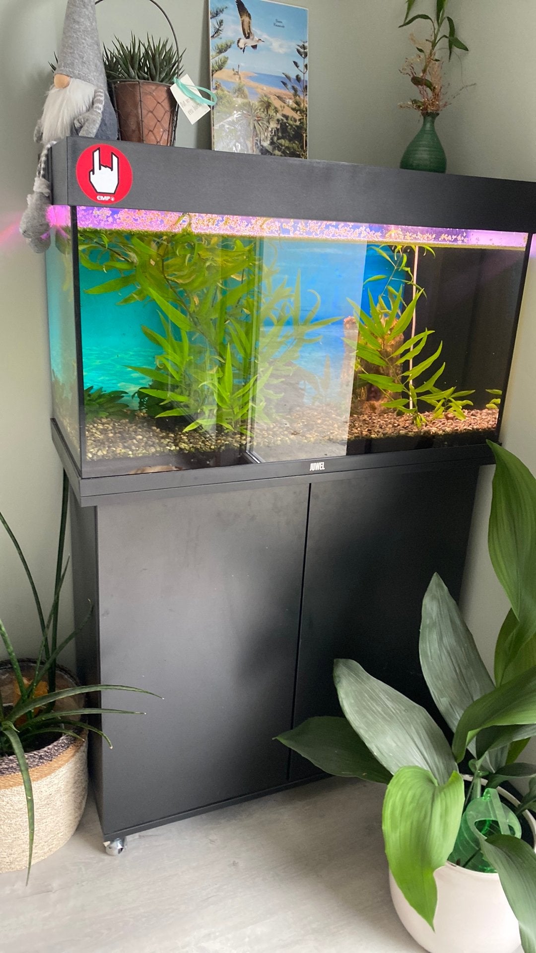 Aquarium zoetwarmwater, Gebruikt, Gevuld zoetwateraquarium, Juwel, Ophalen