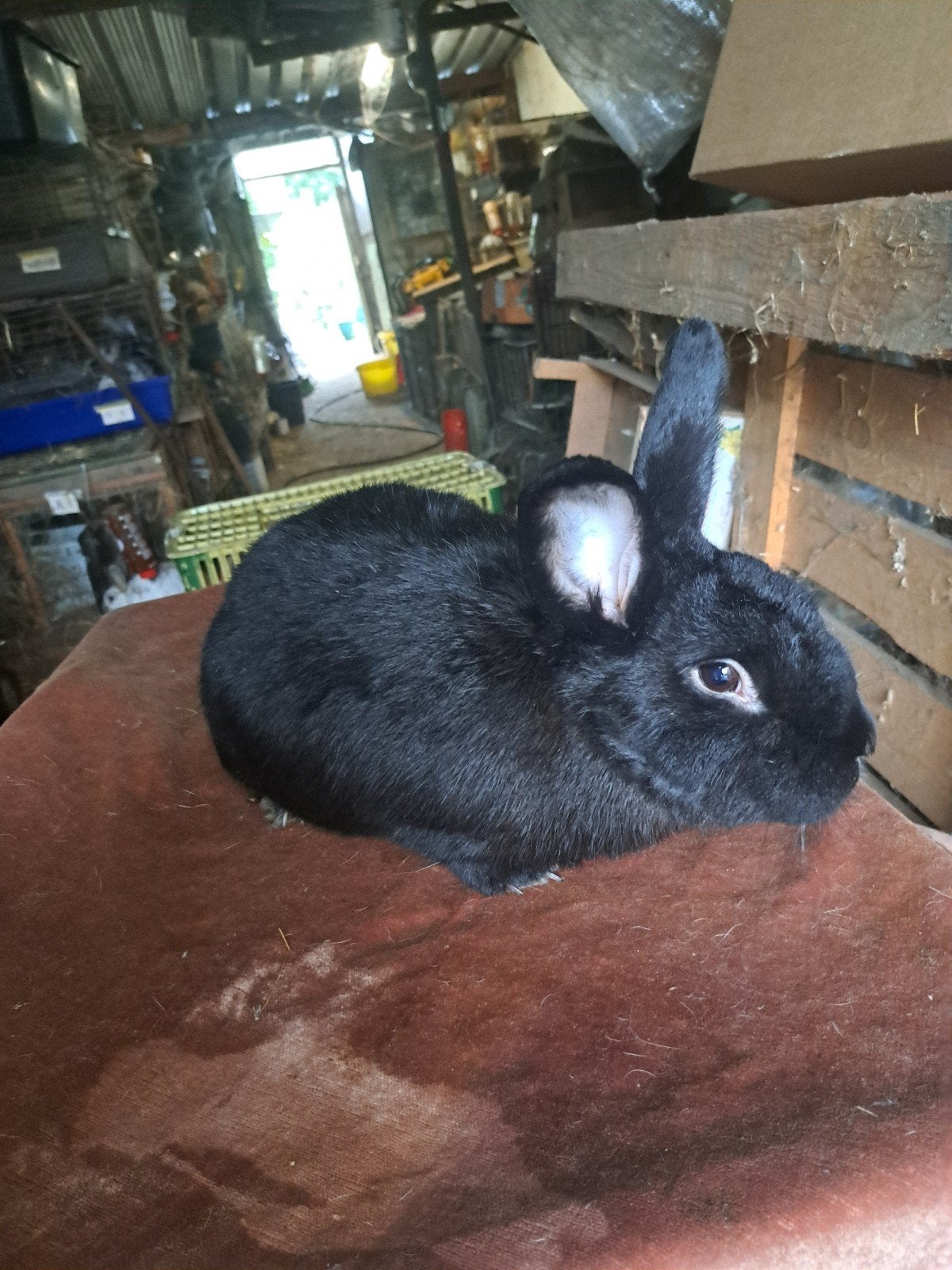 zwarte Wiener ram, Dieren en Toebehoren, Mannelijk, Groot, 0 tot 2 jaar