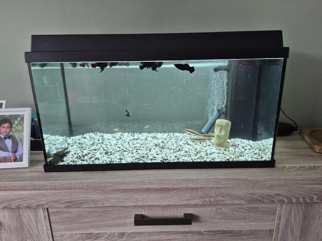 Aquarium juwel, Ophalen, Inclusief vissen, Juwel
