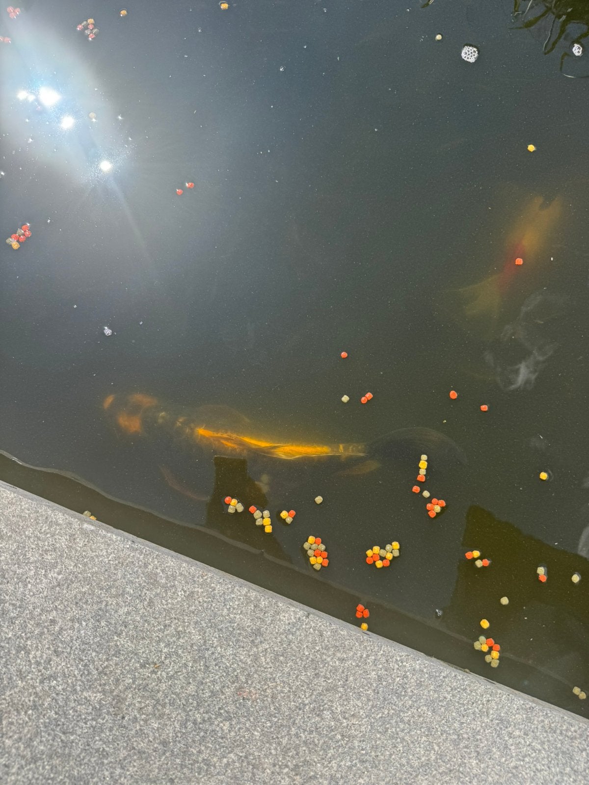 Koi (10 à 15 cm) gratis, Enlèvement, Neuf