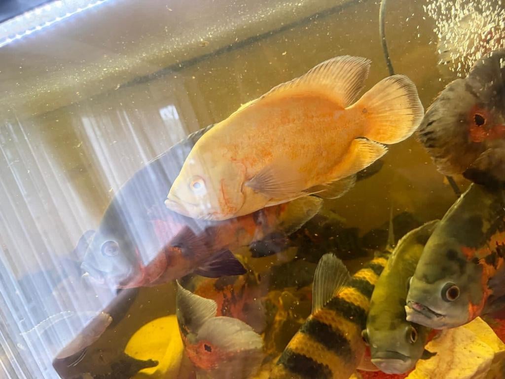 20 euro, Dieren en Toebehoren