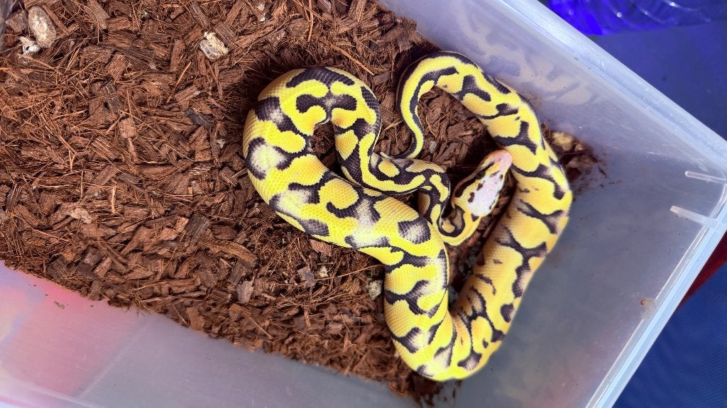 Verschillende ball pythons te koop Ball Python photo 22