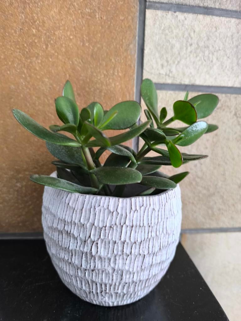 Crassula jade plant, Enlèvement ou Envoi