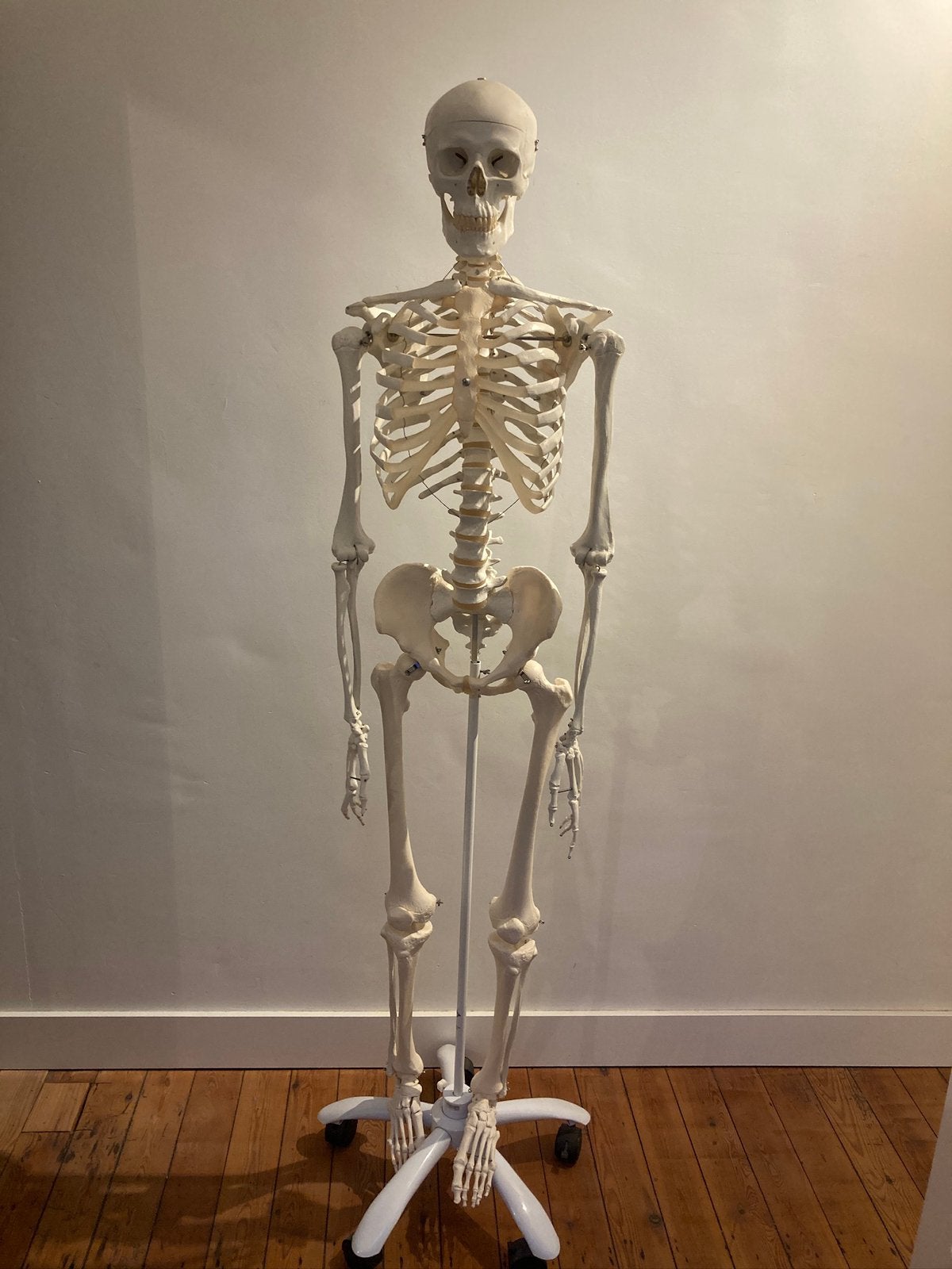 Hoogwaardig Anatomisch Skelet, Ophalen