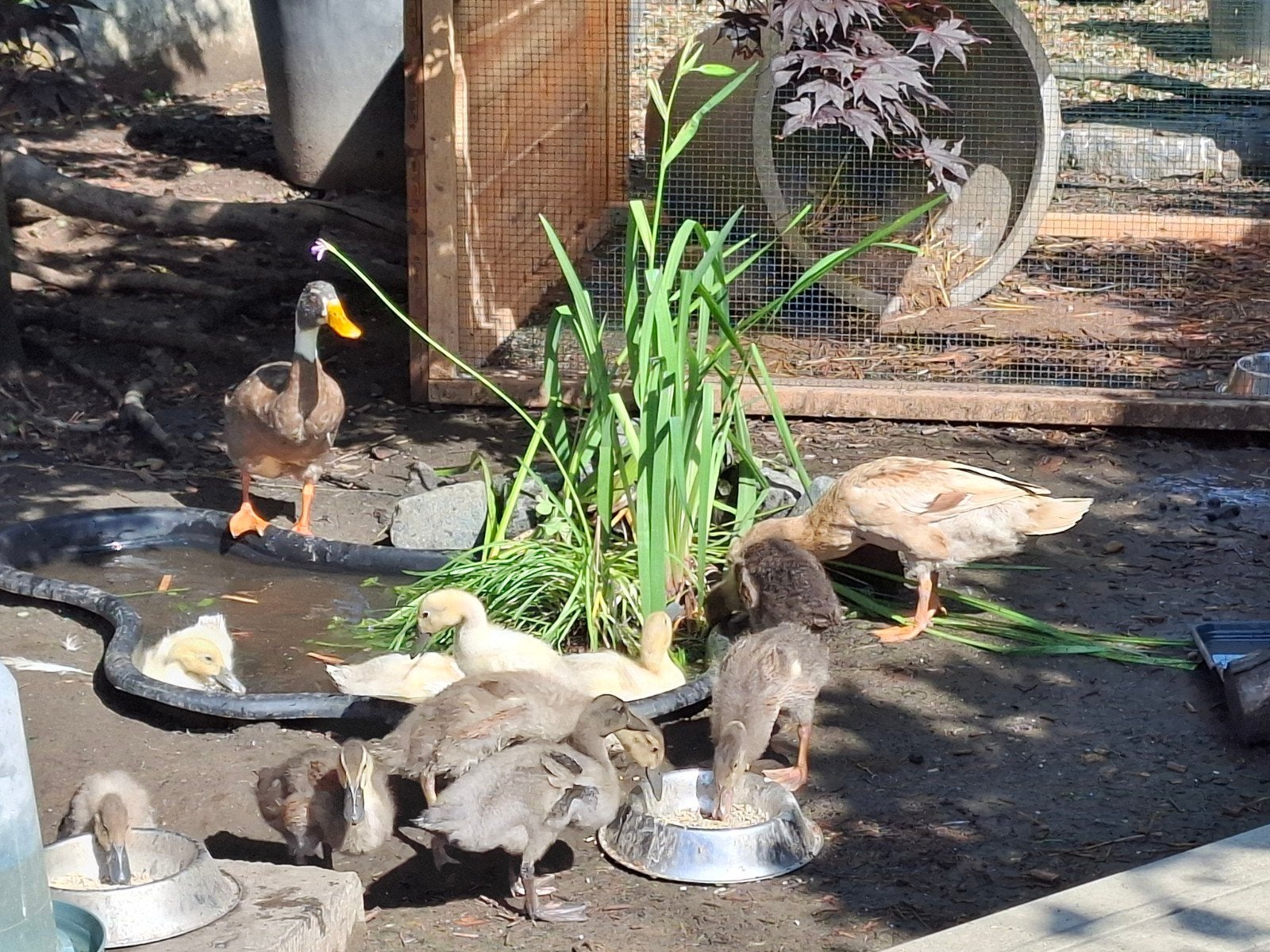 Kuikentjes van loopeenden, Animaux & Accessoires, Volatiles, Canard, Sexe inconnu