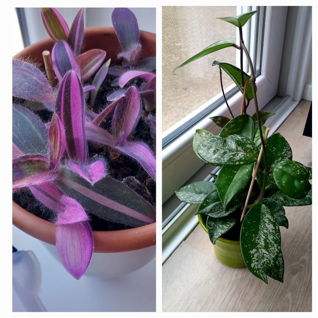 Planten duo, Huis en Inrichting, Kamerplanten, Ophalen