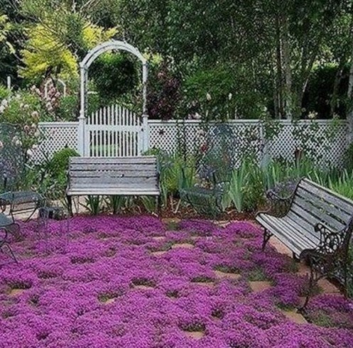 Thymus 'Magic carpet', Tuin en Terras, Planten | Tuinplanten, Ophalen, Bodembedekkers, Volle zon, Vaste plant