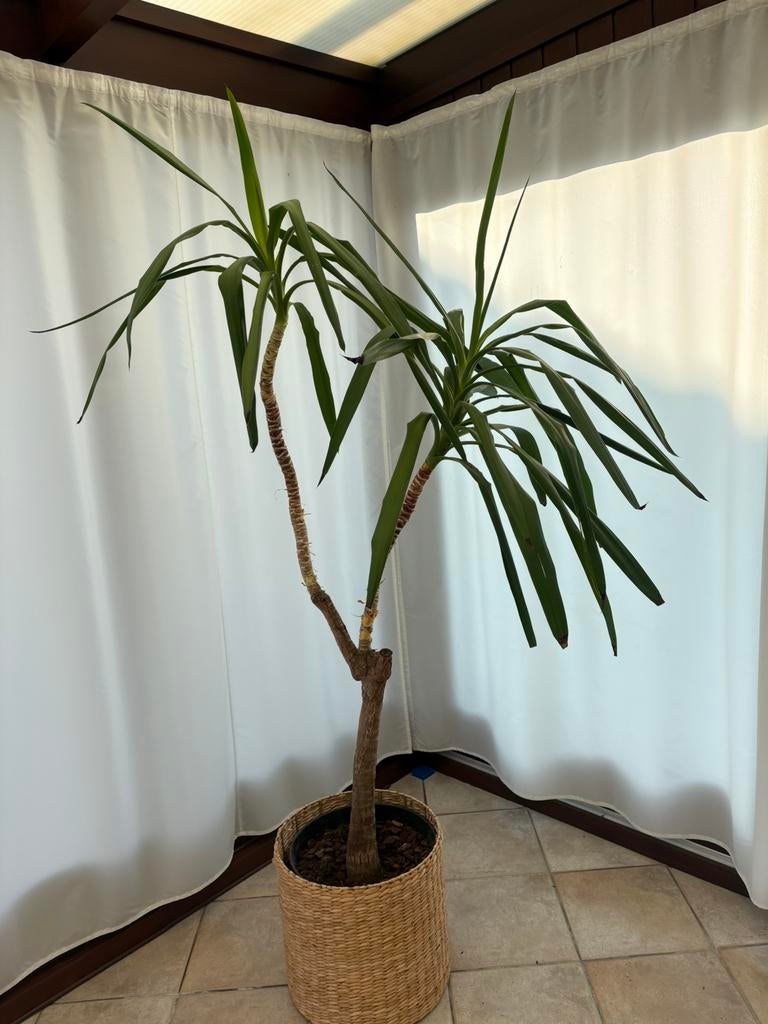 Yucca kamerplant 170-195cm, Ophalen
