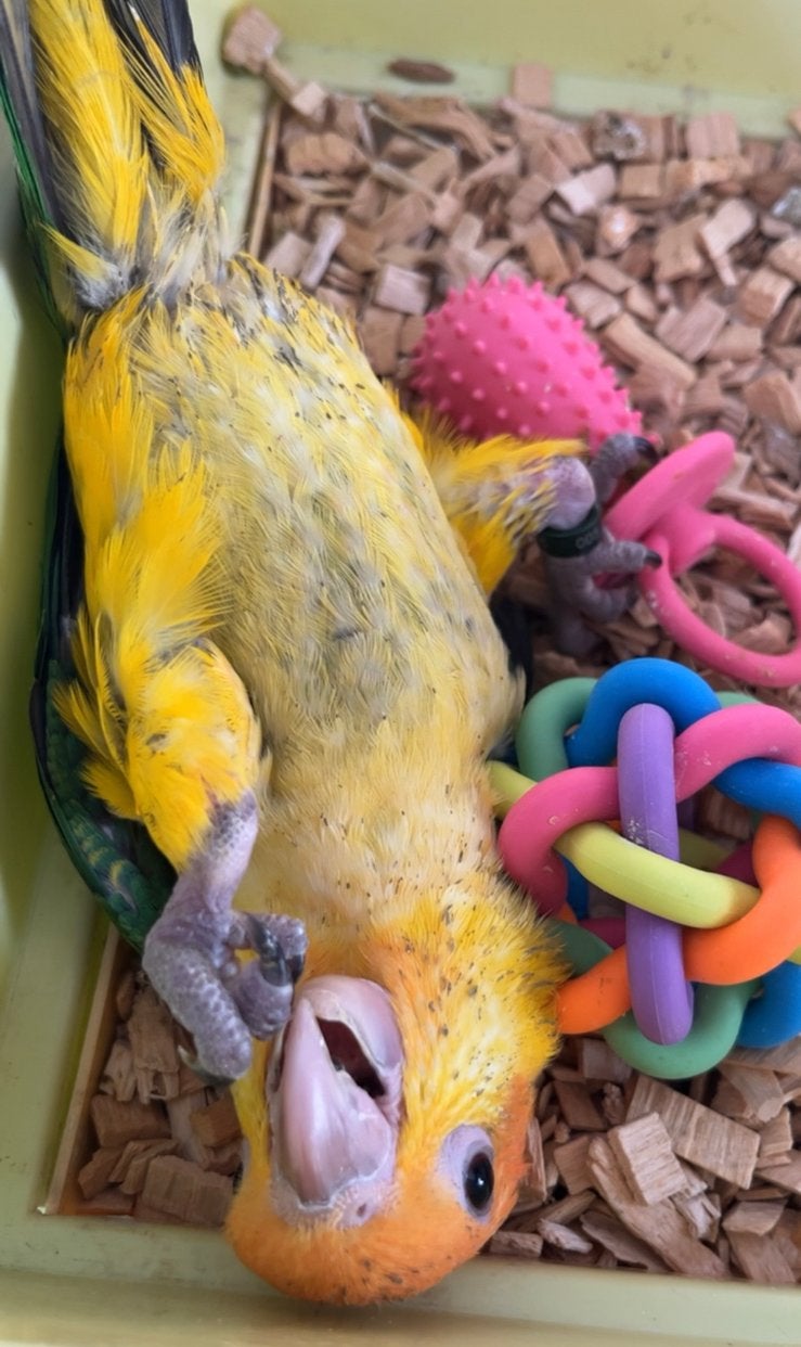 Oranje hoofdhelm, Dieren en Toebehoren, Vogels | Parkieten en Papegaaien, Papegaai, Tam