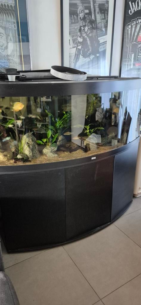 Prachtig Juwel Vision 450 aquarium, Dieren en Toebehoren, Ophalen, Inclusief deksel, Juwel, Gevuld zoetwateraquarium