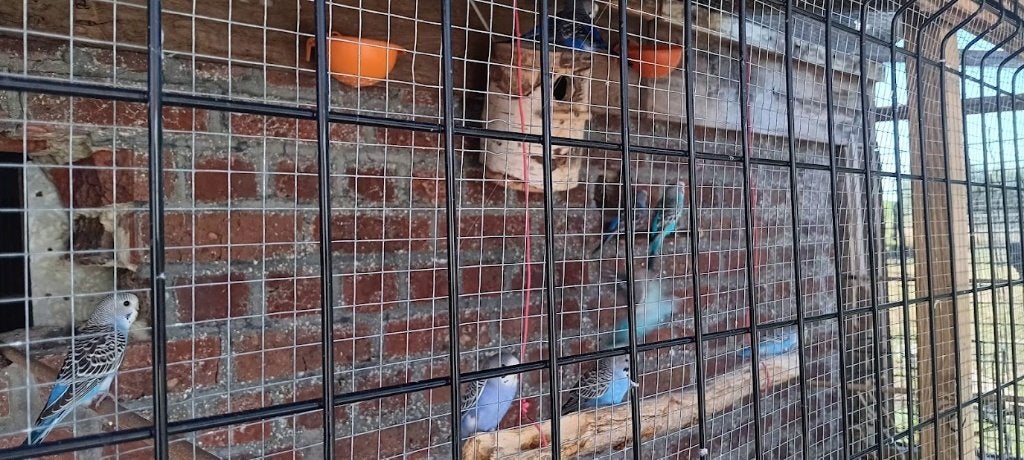 Parkieten te koop, Dieren en Toebehoren, Meerdere dieren, Parkiet