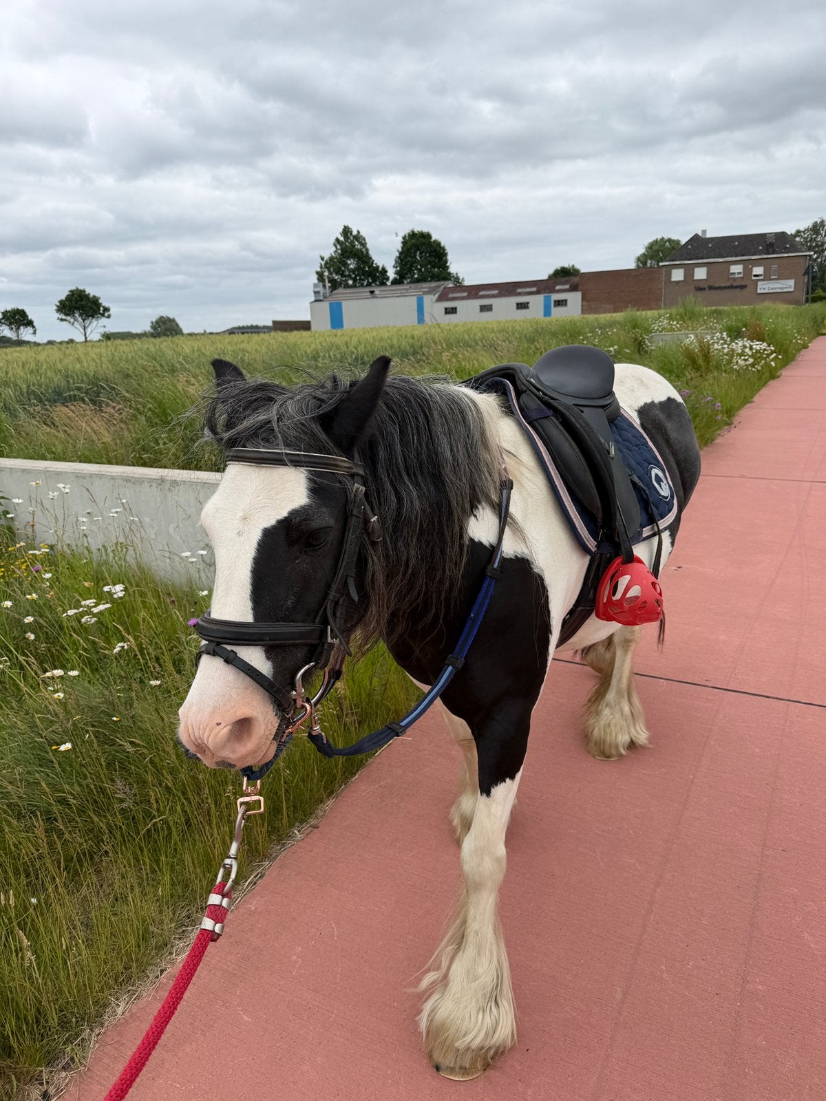 Merrie tinker pony C 7jaar., Dieren en Toebehoren, Zadelmak, C pony (1.27m tot 1.37m), 7 tot 10 jaar, Recreatiepony