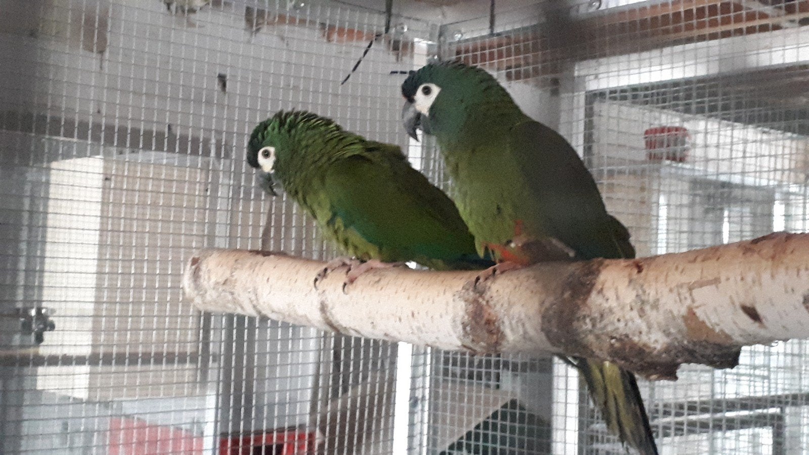 couple ara maracana, Dieren en Toebehoren, Vogels | Parkieten en Papegaaien