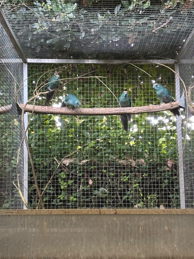 parkiet, Dieren en Toebehoren, Meerdere dieren, Parkiet, Geringd