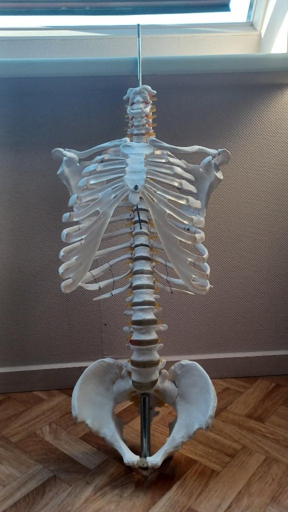 Skelet anatomie, Ophalen, Zo goed als nieuw