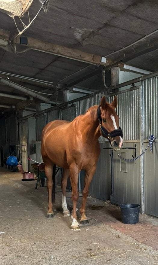 14 jarig Engels Volbloed, Dieren en Toebehoren, Ophalen, Nieuw, Recreatie