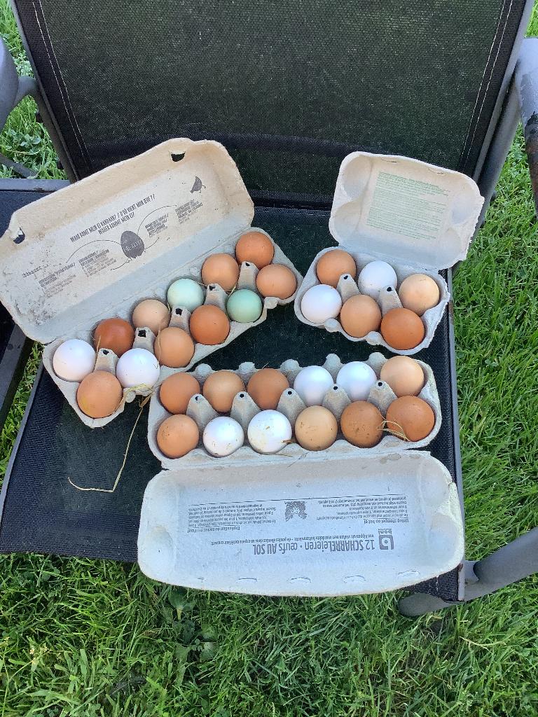Oeufs frais à vendre région Saive Liège, Animaux & Accessoires, Enlèvement, Neuf, Poulailler