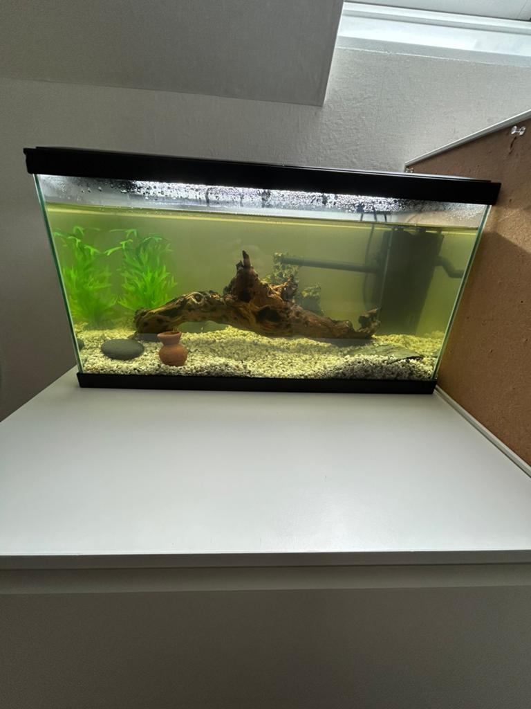 Aquarium met een filter, Ophalen, Zo goed als nieuw, Decoratie