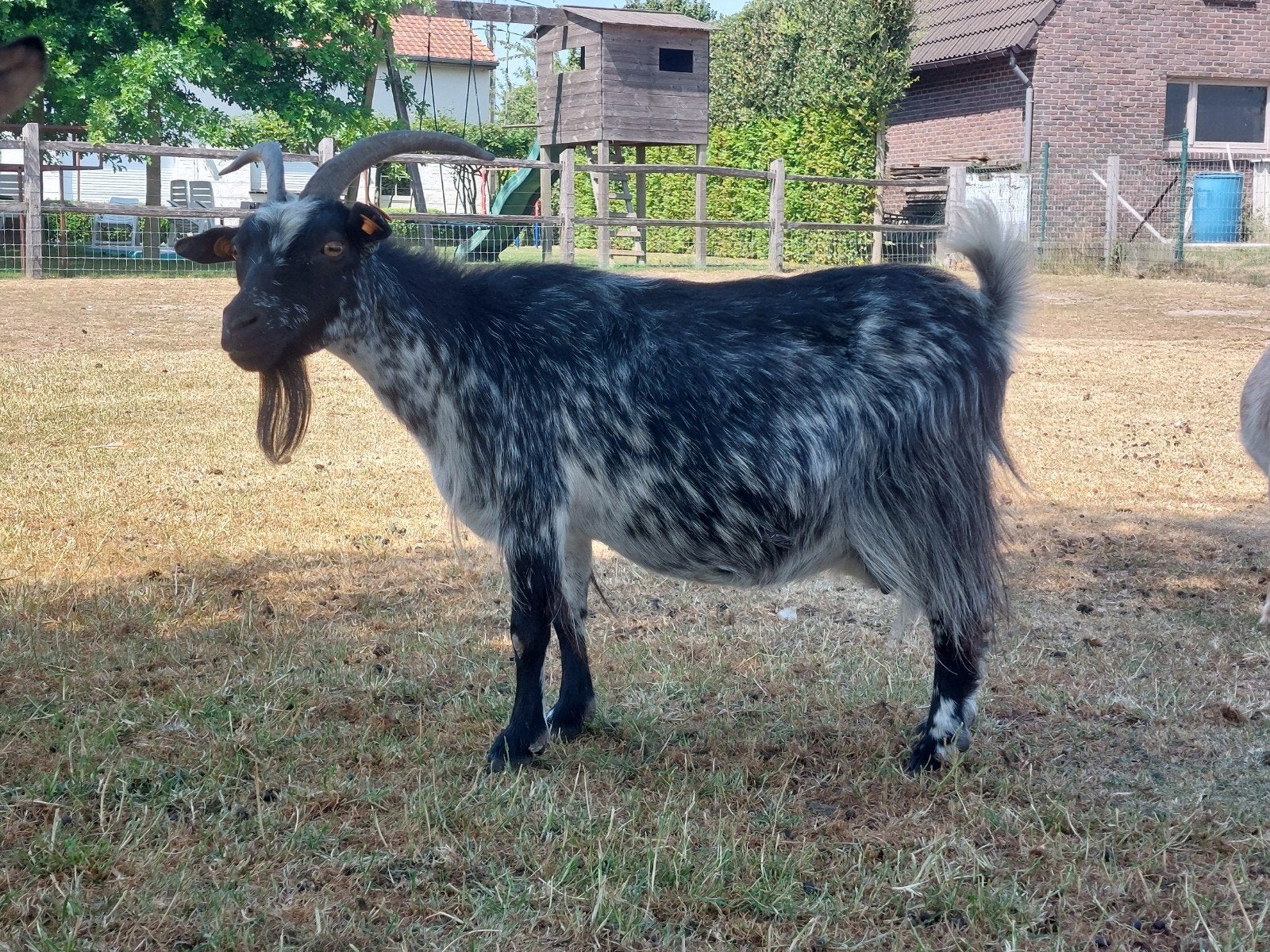 Hermelijn ooi, Dieren en Toebehoren, Schapen, Geiten en Varkens