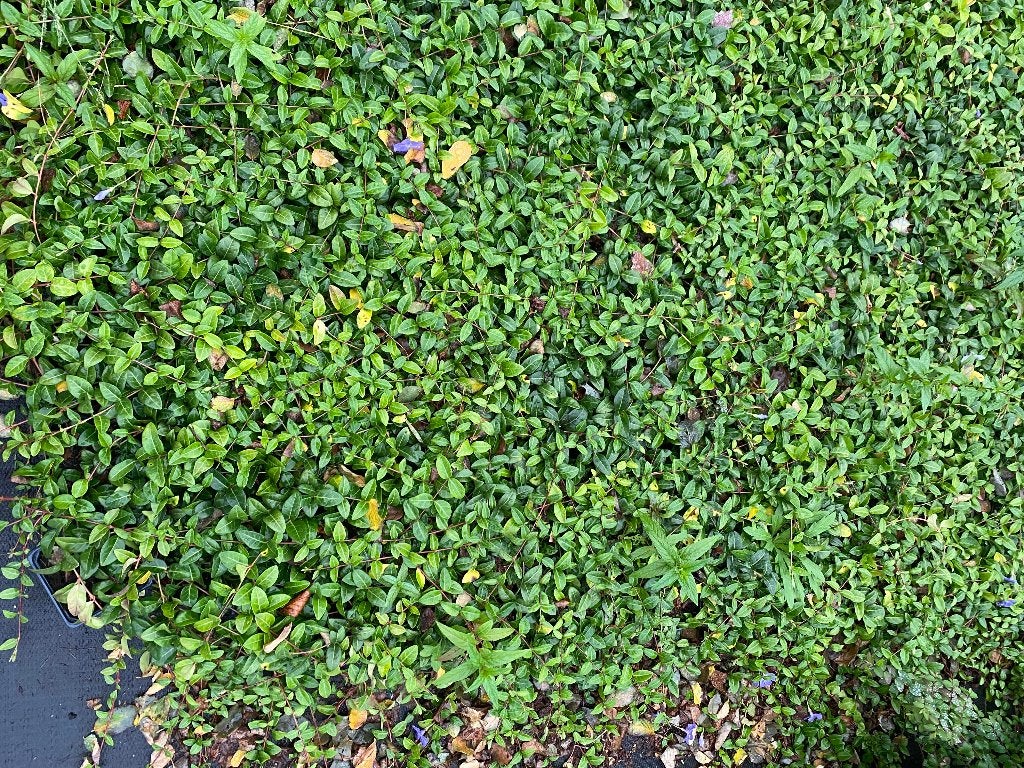 Vinca Minor, Jardin & Terrasse, Enlèvement, Plante fixe, Couvre-sol, Mi-ombre