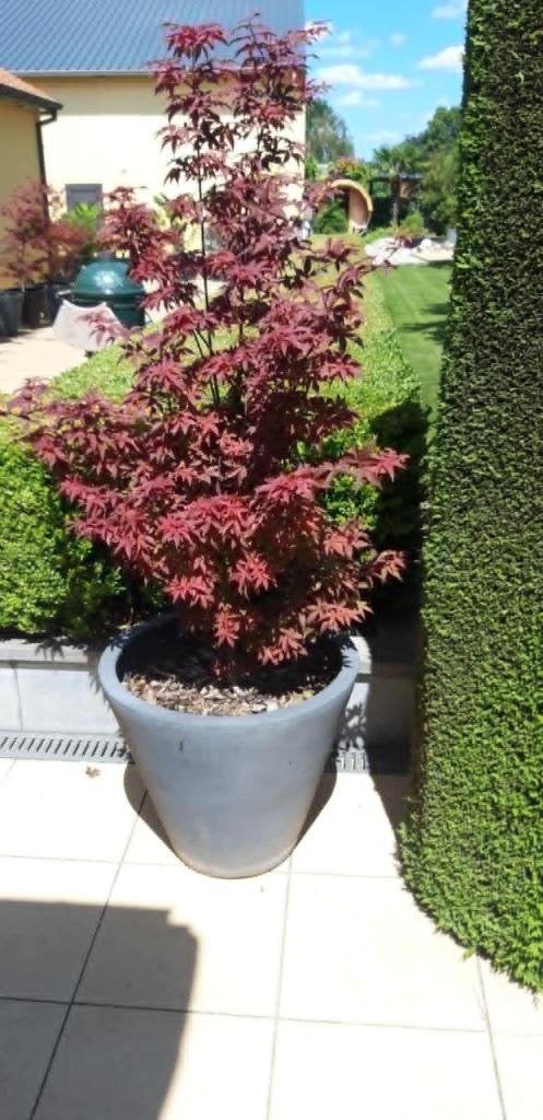 JAPANSE ESDOORN, Ophalen, Vaste plant