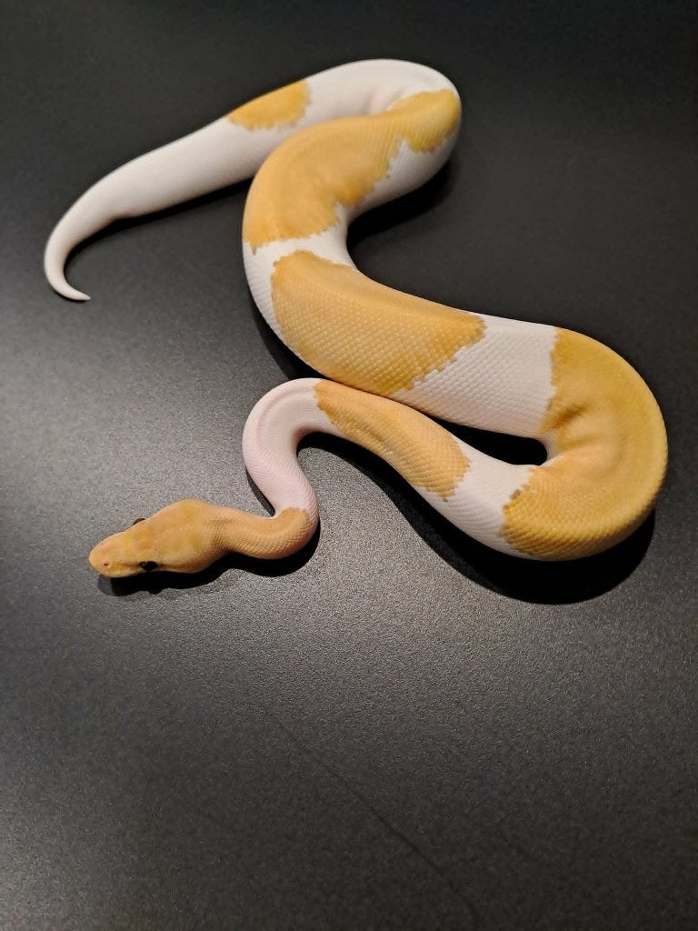 Volwassen Koningspythons Python regius Ball python, Dieren en Toebehoren, Reptielen en Amfibieën, Slang