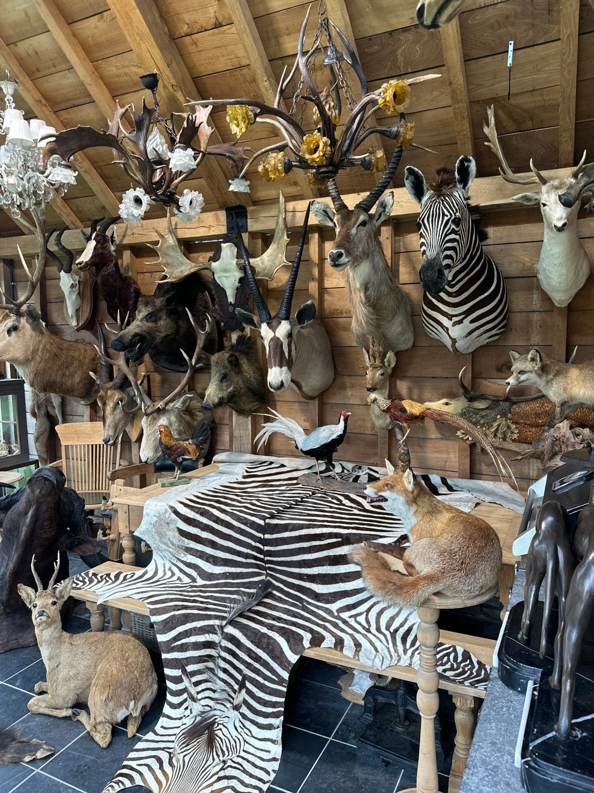 Dieren opgezette te koop, Enlèvement