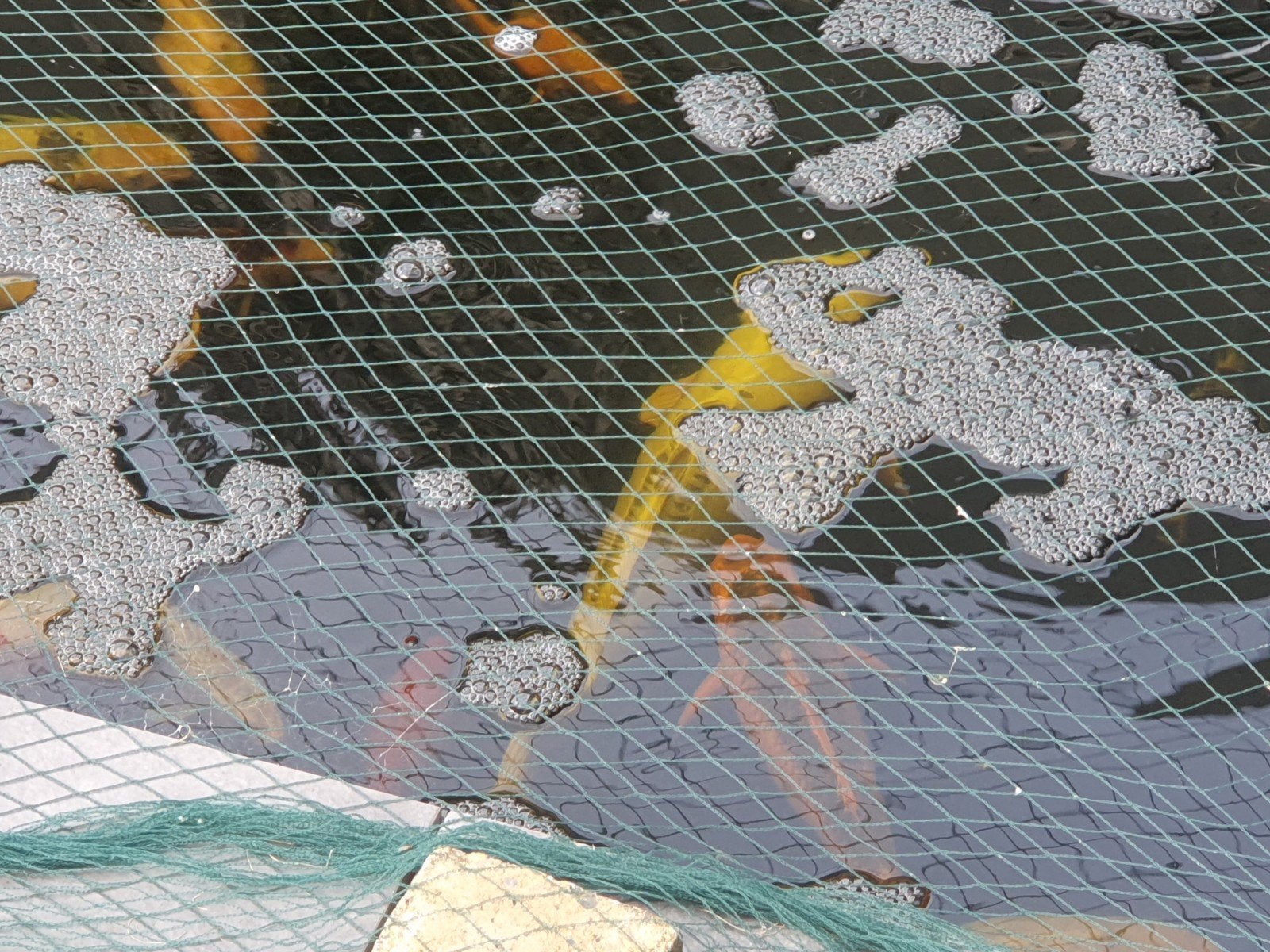 Koi's, Dieren en Toebehoren