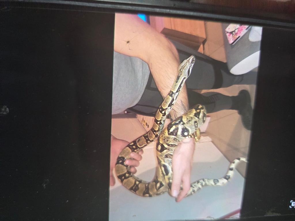 Boa, Dieren en Toebehoren, Reptielen en Amfibieën, Slang, Tam, 11 jaar of ouder
