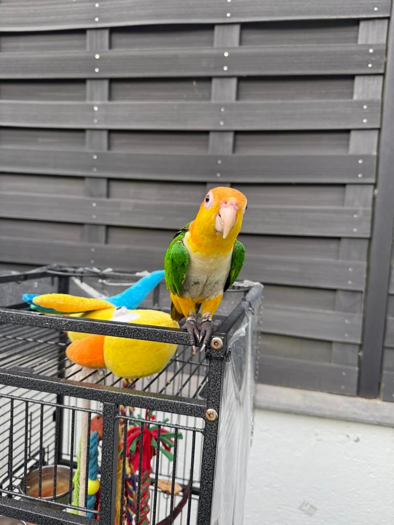 Caique a tete orange, Mâle, Perroquet, Domestique