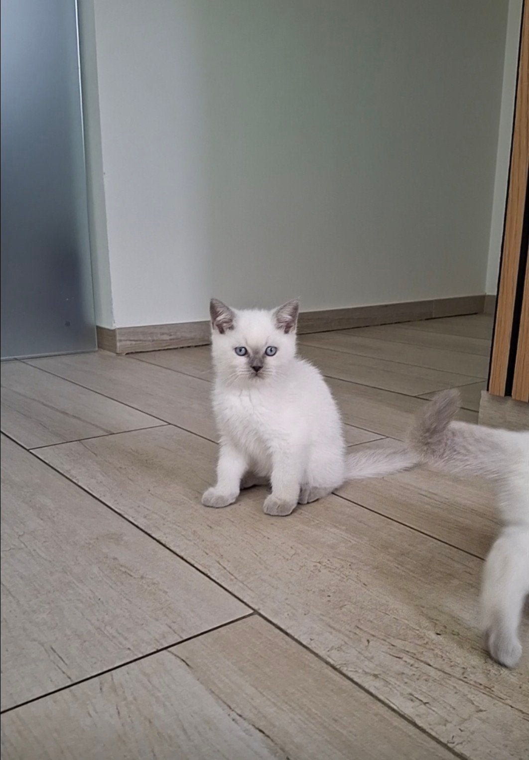 Britsekorthaar bluepoint  nog 1 kitten, Dieren en Toebehoren, Katten en Kittens | Raskatten | Korthaar, Ontwormd, 0 tot 2 jaar