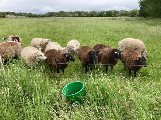 Texel ooien, Dieren en Toebehoren, Vrouwelijk, Schaap