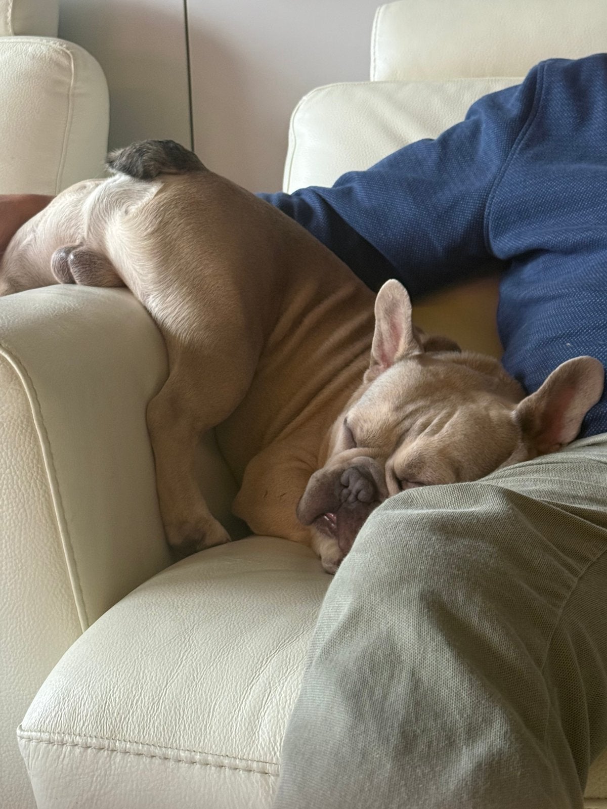 Franse bulldog, Dieren en Toebehoren, België, Fokker | Hobbymatig, Reu, Eén hond