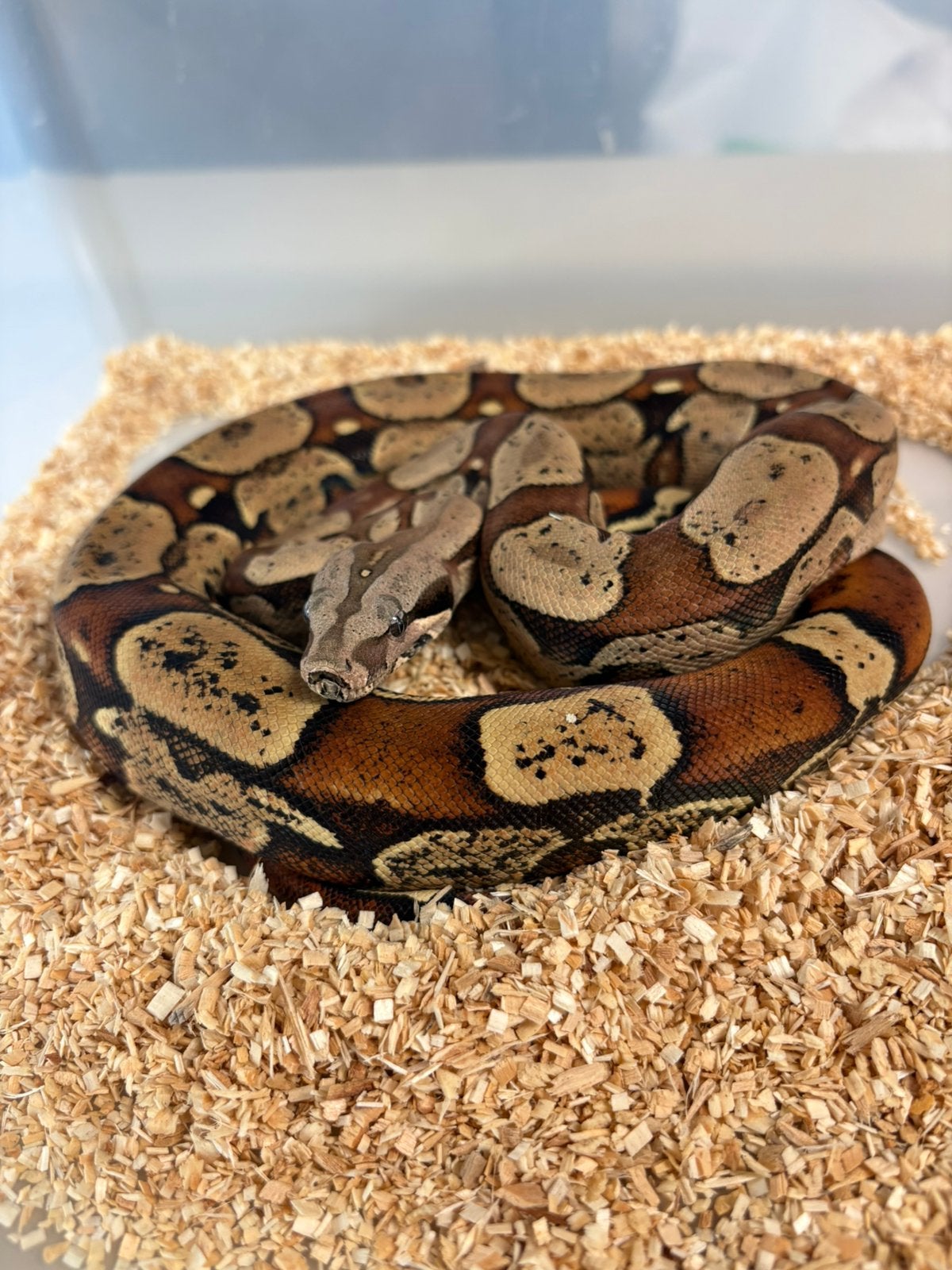 1.0 Boa constrictor imperator KEYWEST 66% het SHARP ALBINO, Dieren en Toebehoren, Reptielen en Amfibieën, Slang, Met terrarium