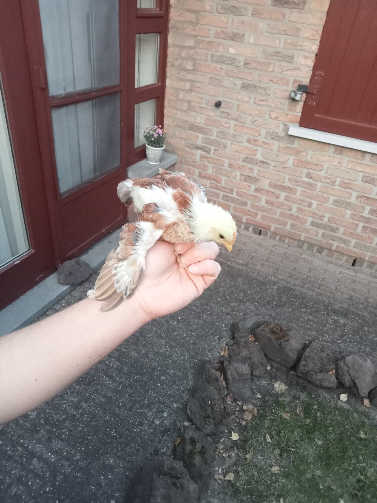 2 mooie cochin kriel kuikens, Dieren en Toebehoren, Pluimvee, Mannelijk, Kip