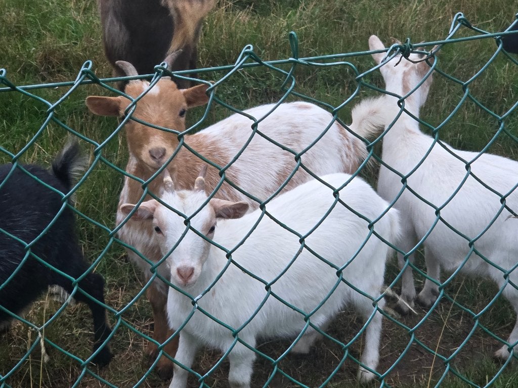 Dwerggeitjes, Dieren en Toebehoren