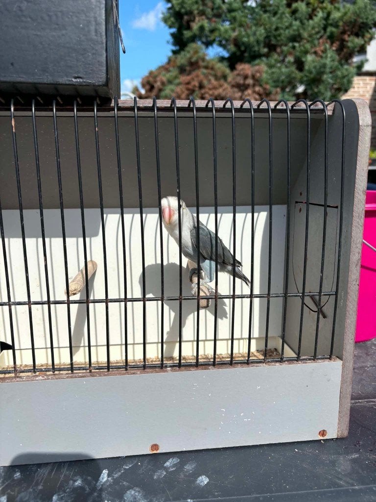 fischeri 2026, Geslacht onbekend, Dwergpapegaai of Agapornis