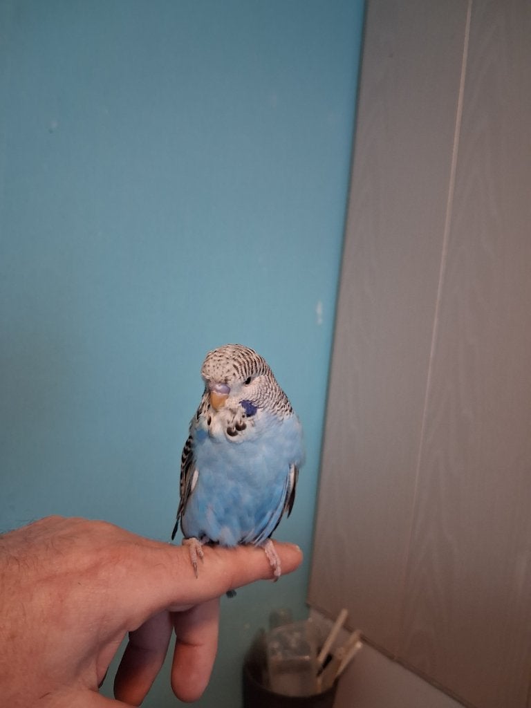 handtamme grasparkietjes, Meerdere dieren, Tropenvogel, Tam