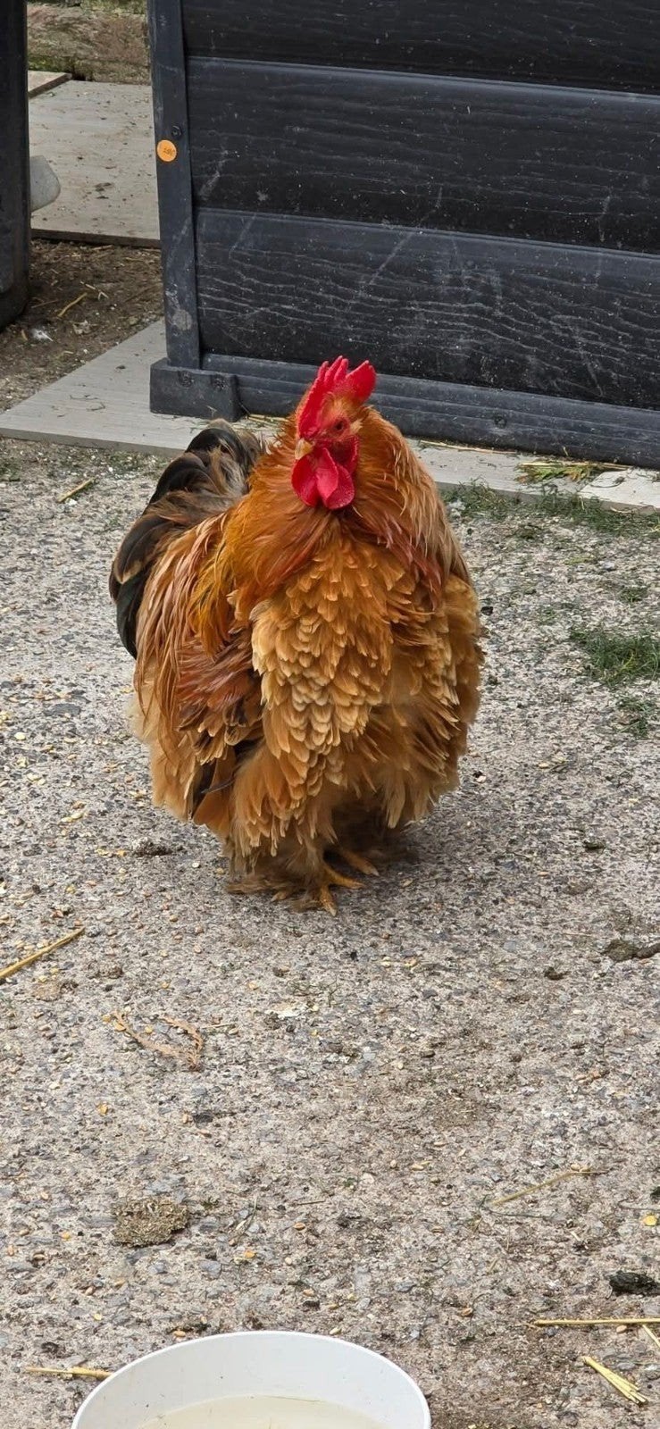 coq pekin Huy, Animaux & Accessoires
