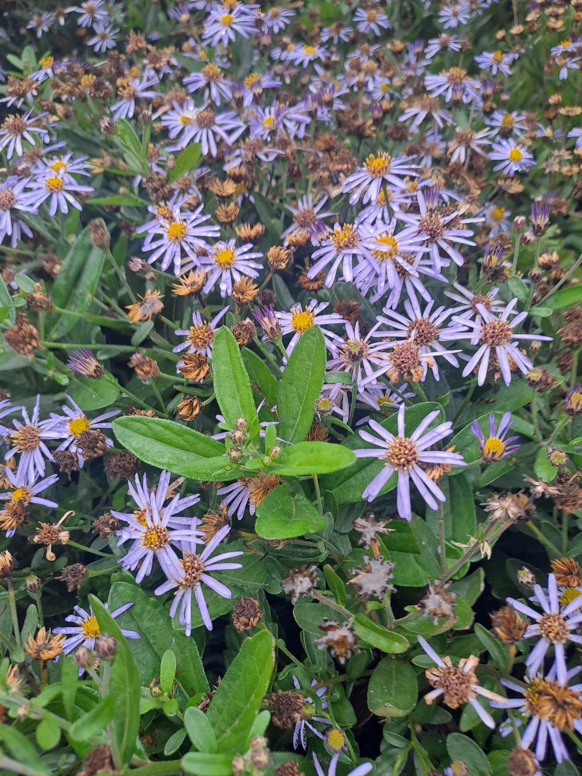 Aster Twilight, Ophalen
