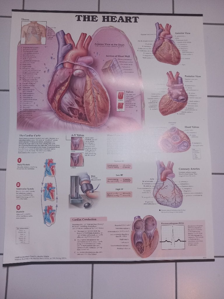 leerrijke pancartes AFFICHES posters menselijk lichaam, Verzenden, Nieuw, Meerdere media, Taal en Studie