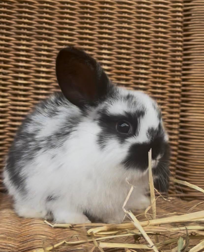 Nederlands hangoor dwerg konijntje, Dieren en Toebehoren, Dwerg, Hangoor