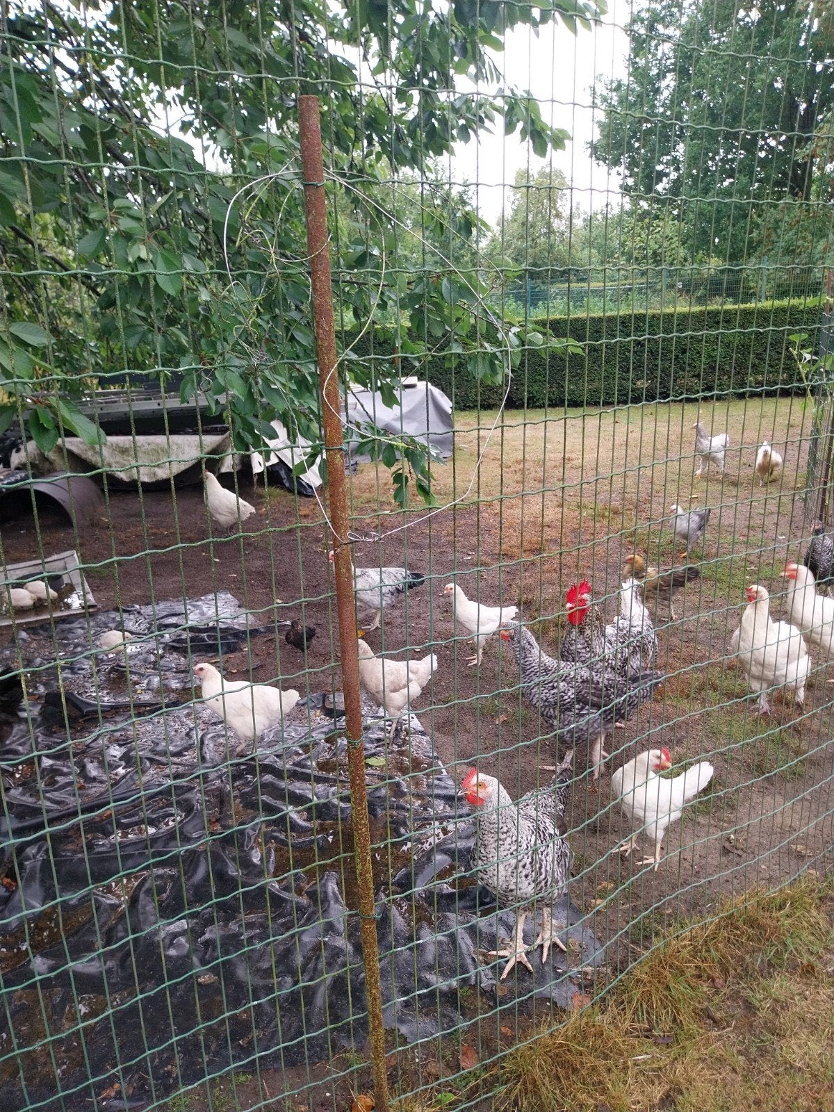 jonge legkippen, Animaux & Accessoires, Volatiles, Femelle, Poule ou poulet
