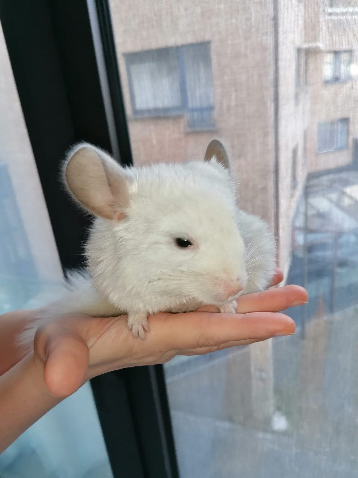 chinchilla's, Dieren en Toebehoren, Knaagdieren, Januari, Mannelijk, Chinchilla