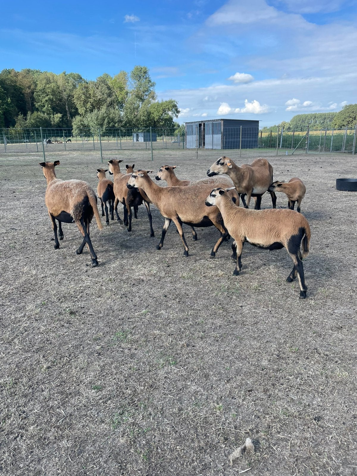 Barbados black schapen, Plusieurs animaux, Mouton, 0 à 2 ans