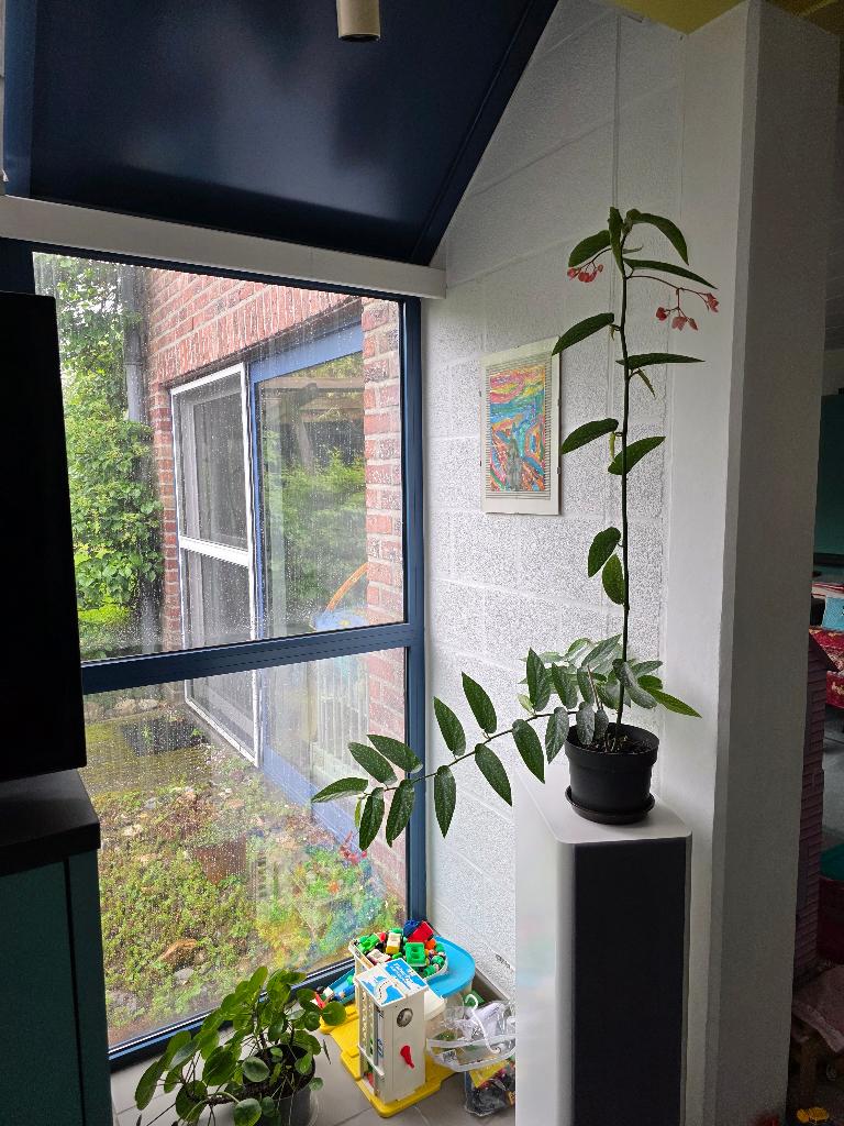 Stippenbegonia-Begonia maculata, Ophalen, In pot