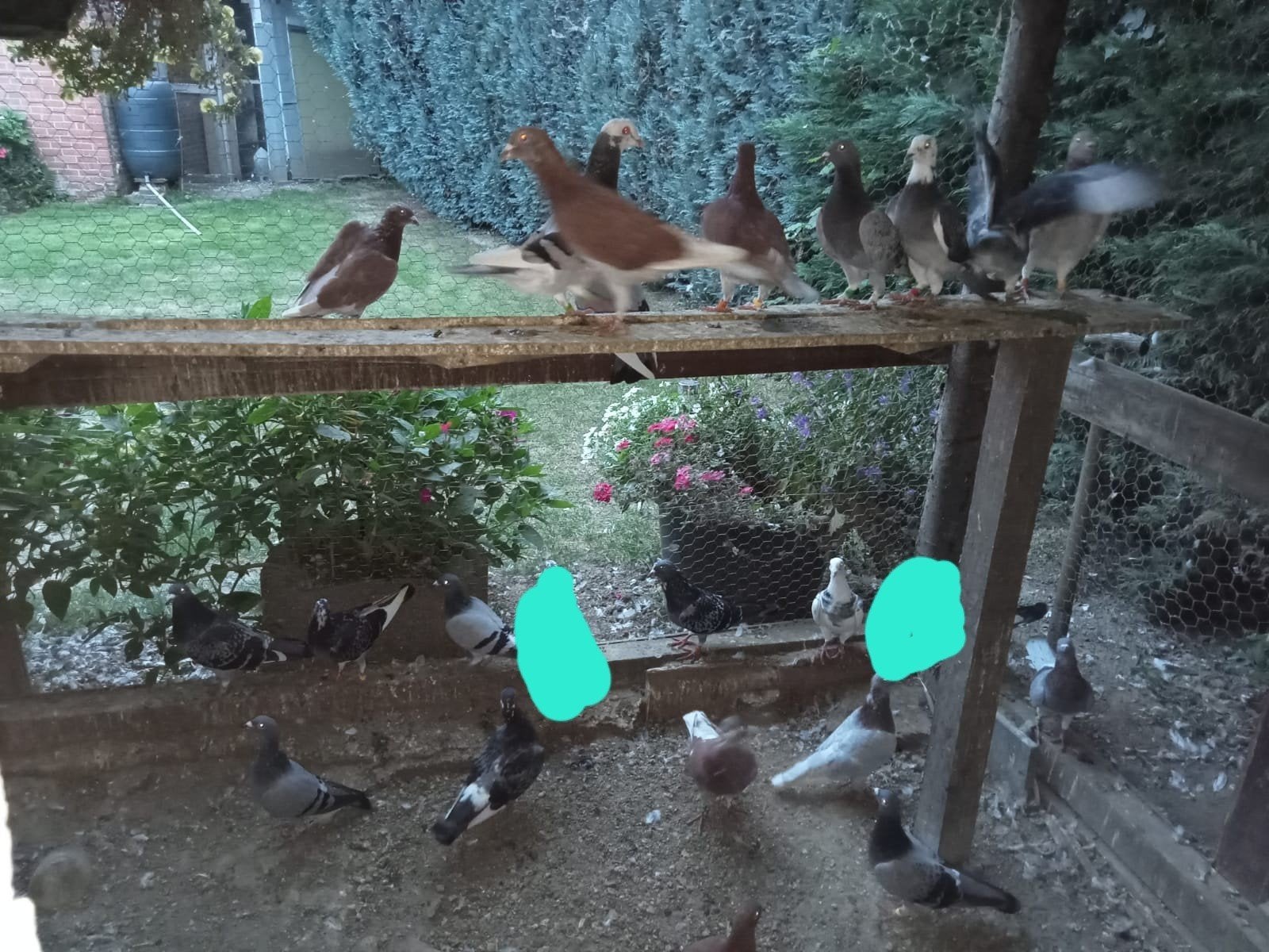 reisduif, Plusieurs animaux, Pigeon voyageur