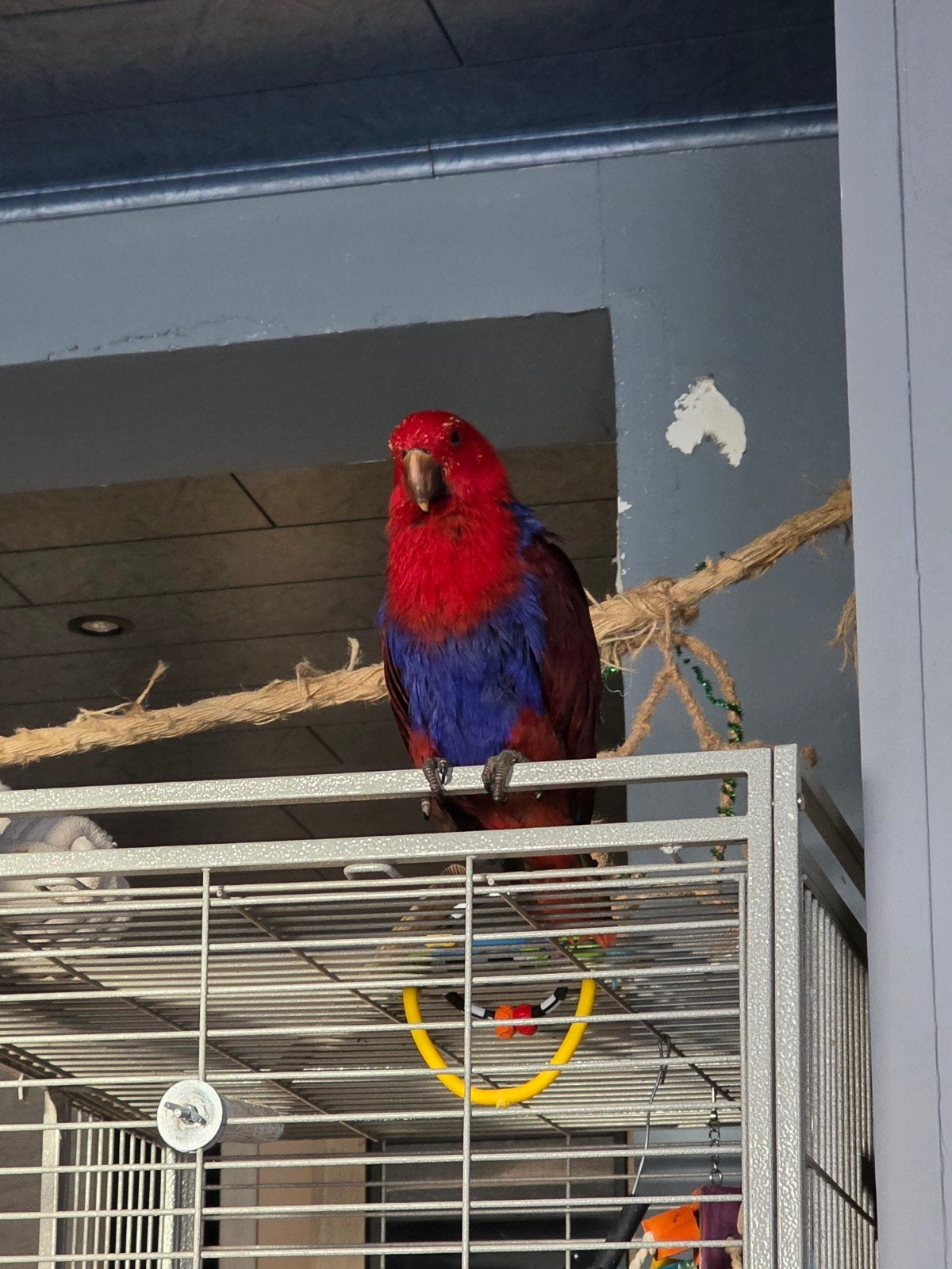 Eclectus femelle EAM, Dieren en Toebehoren, Vogels | Parkieten en Papegaaien, Papegaai, Vrouwelijk, Tam, Geringd