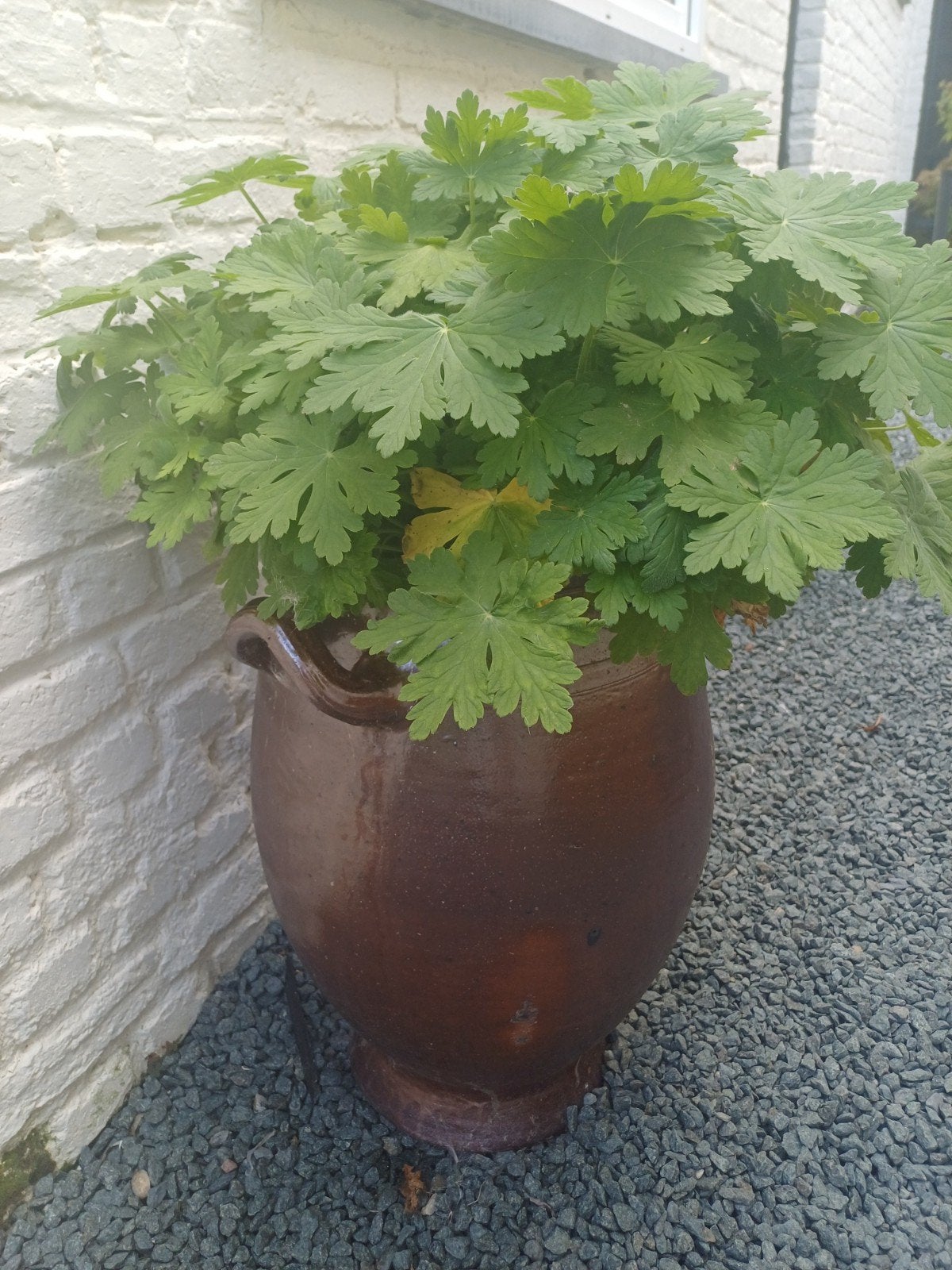 pot de fleurs, Jardin & Terrasse, Pots de fleurs, Enlèvement