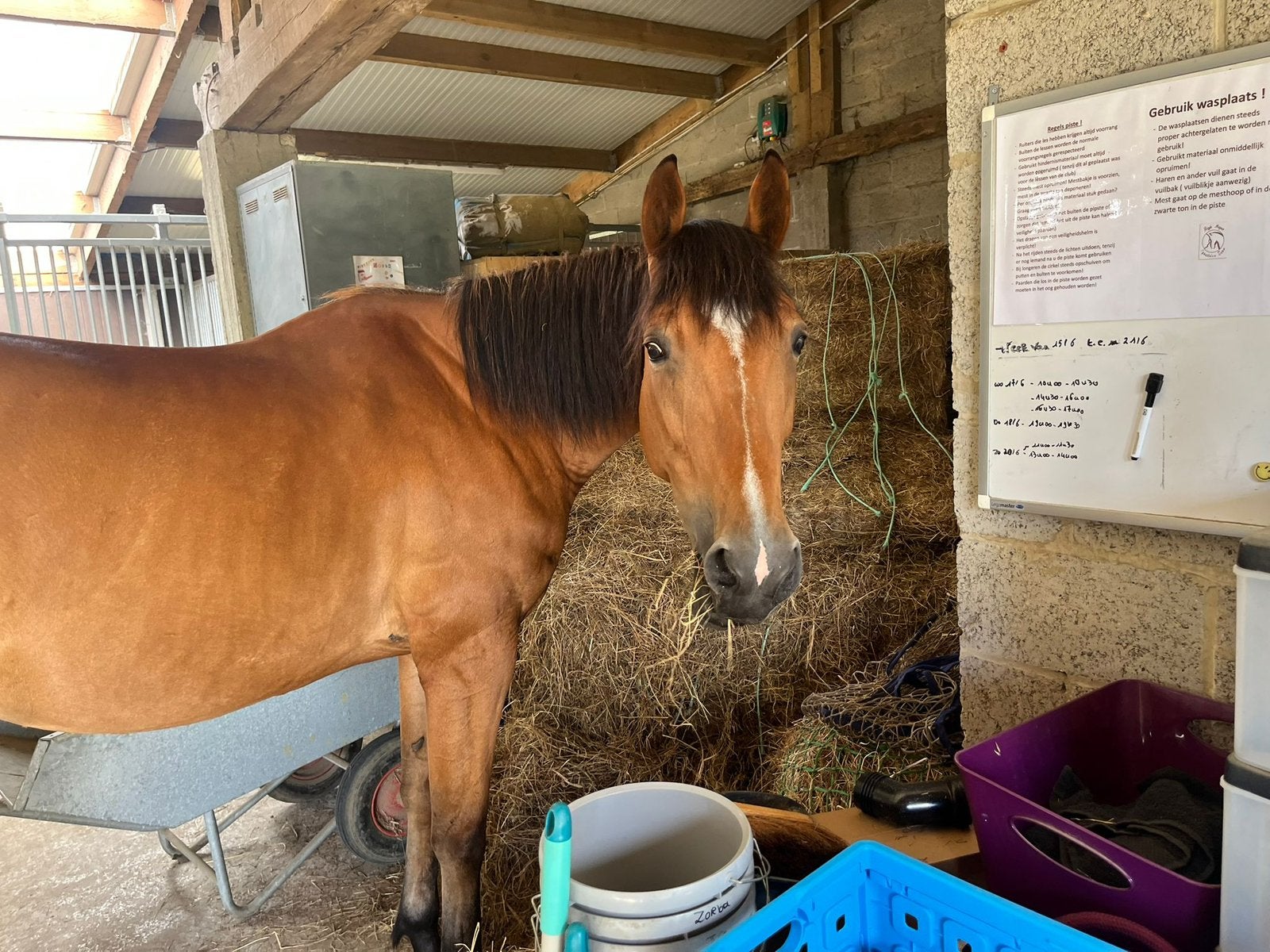 Te koop: Fay – lieve en veelzijdige 11-jarige merrie, Animaux & Accessoires, Chevaux, Jument